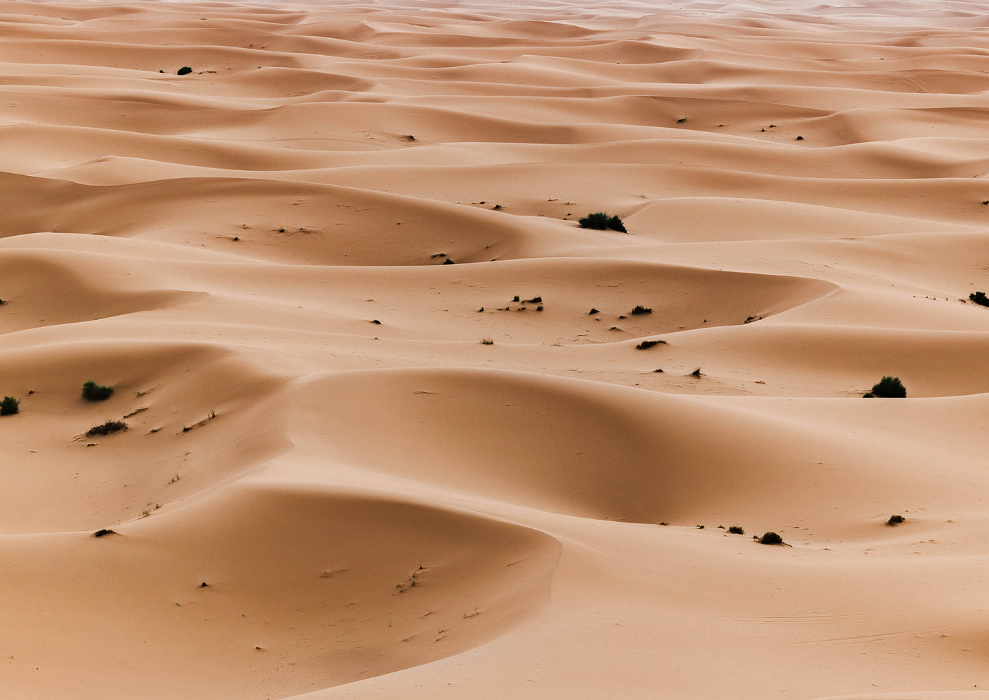 Sahara